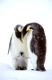 Emperor penguin, Kaiserpinguin,  Aptenodytes forsteri, Antarktis, Antarctica, Dawson-Lambton Glacier,a nature document